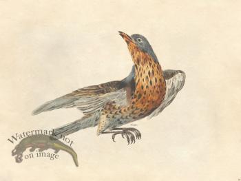 Fieldfare - Tribute Bd 54 M